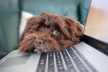 My dog ate my homework! Relying on Covid-19 for an extension of time  